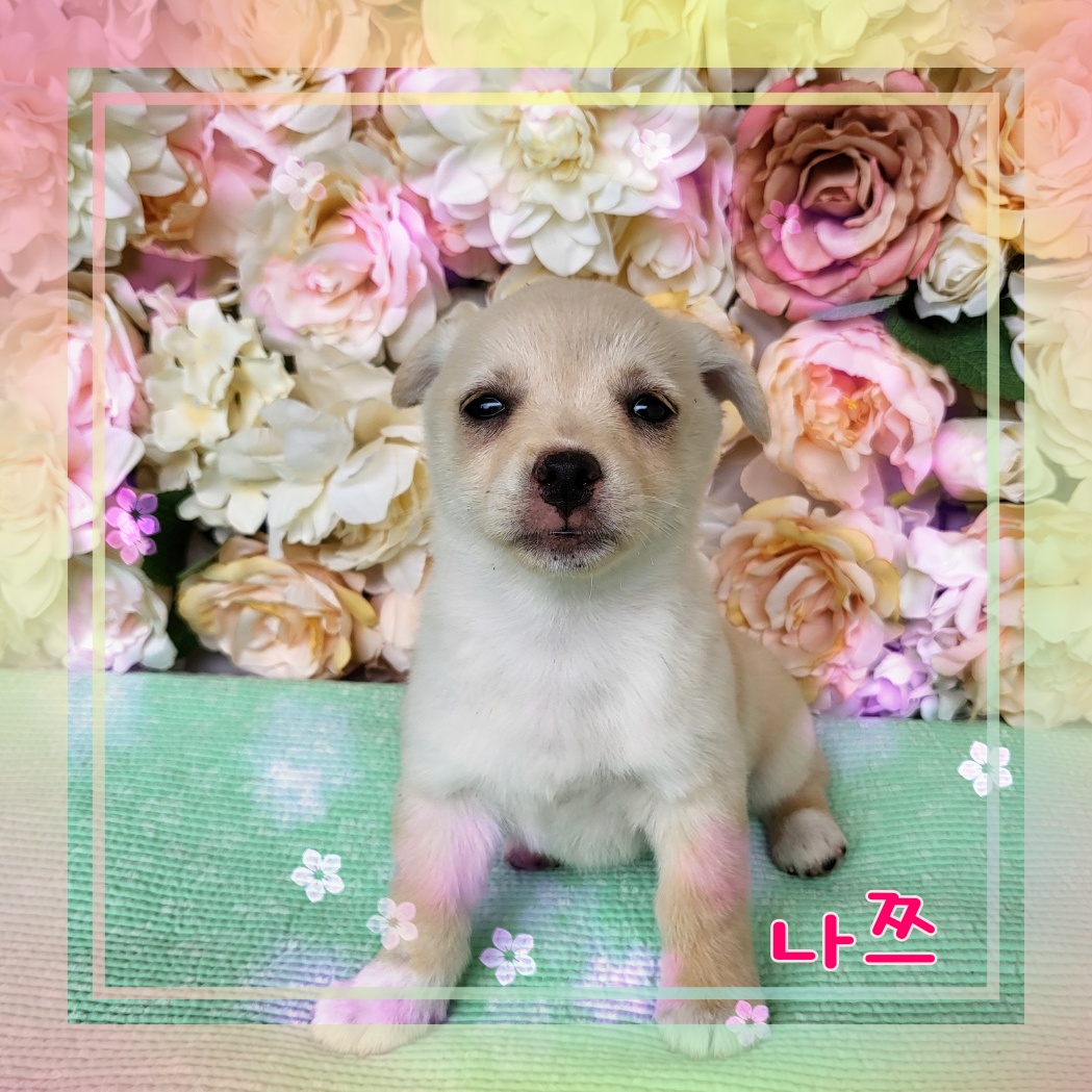 군산유기동물보호센터_445467202300928